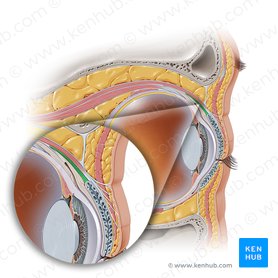 Musculus tarsalis superior (Oberer Lidplattenmuskel); Bild: Paul Kim