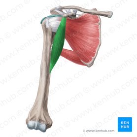 Músculo coracobraquial (Musculus coracobrachialis); Imagen: Yousun Koh