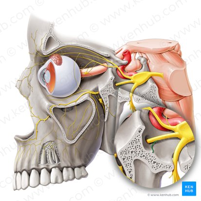 Ramo meníngeo del nervio maxilar (Ramus meningeus nervi maxillaris); Imagen: Paul Kim