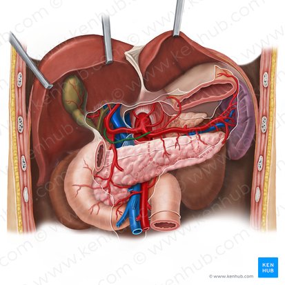 Arteria gastrica dextra (Rechte Magenarterie); Bild: Esther Gollan