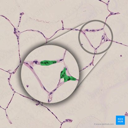 Pneumocytus typus II (Pneumozyten Typ 2); Bild: 