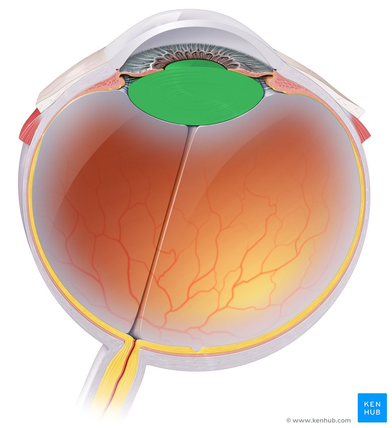 Lens - cranial view