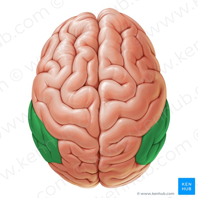 Inferior parietal lobule (Lobulus parietalis inferior); Image: Paul Kim