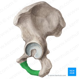 Ischiopubic ramus of hip bone (Ramus ischiopubicus ossis coxae); Image: Liene Znotina