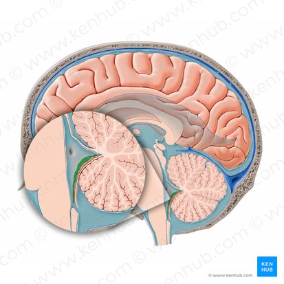 Choroid plexus of fourth ventricle (Plexus choroideus ventriculi quarti); Image: Paul Kim