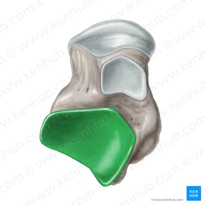 Posterior calcaneal articular facet of talus (Facies articularis calcanea posterior ossis tali); Image: Samantha Zimmerman