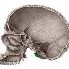 Occipital condyle