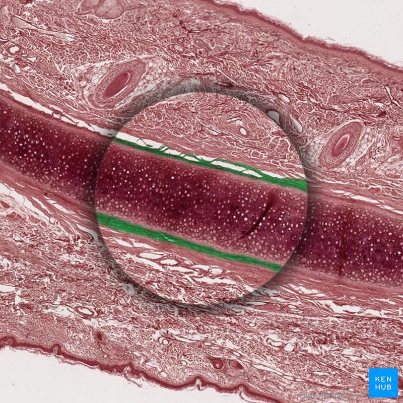 Perichondrium - histological slide