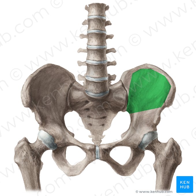 Iliac fossa (Fossa iliaca); Image: Liene Znotina