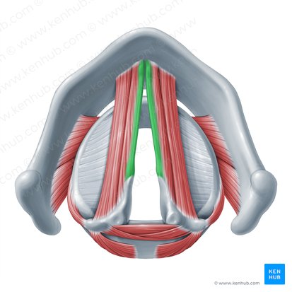 Ligamentum vocale (Stimmband); Bild: Paul Kim