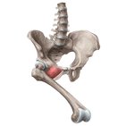 Musculus pectineus
