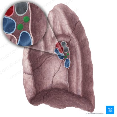 Nodi lymphoidei bronchopulmonales pulmonis dextri (Bronchopulmonale Lymphknoten der rechten Lunge); Bild: Yousun Koh