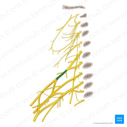 Tronc supérieur du plexus brachial (Truncus superior plexus brachialis); Image : Begoña Rodriguez