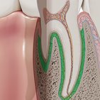 Periodontal ligament