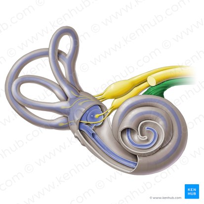 Nervio coclear (Nervus cochlearis); Imagen: Paul Kim