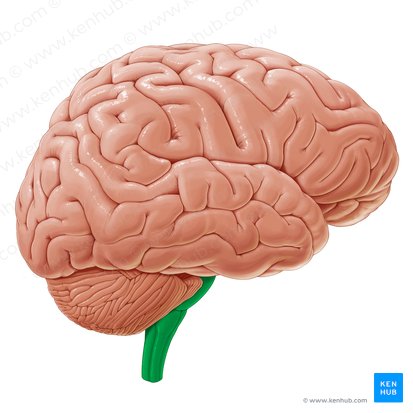 Brainstem (Truncus encephali); Image: Paul Kim