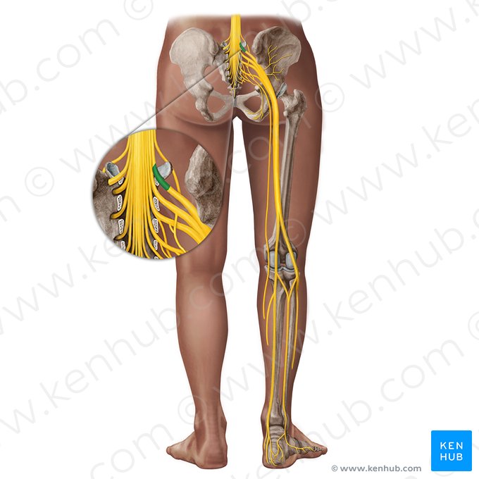 Nerf spinal L5 (Nervus spinalis L5); Image : Irina Münstermann