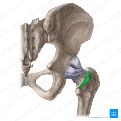 Intertrochanteric crest of femur (Crista intertrochanterica ossis femoris); Image: Liene Znotina