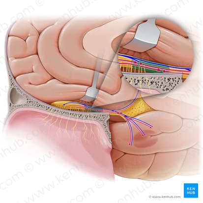 Nucleus olfactorius anterior (Vorderer Riechkern); Bild: Paul Kim