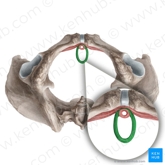 Músculo esfíncter uretrovaginal (Musculus sphincter urethrovaginalis); Imagem: Liene Znotina