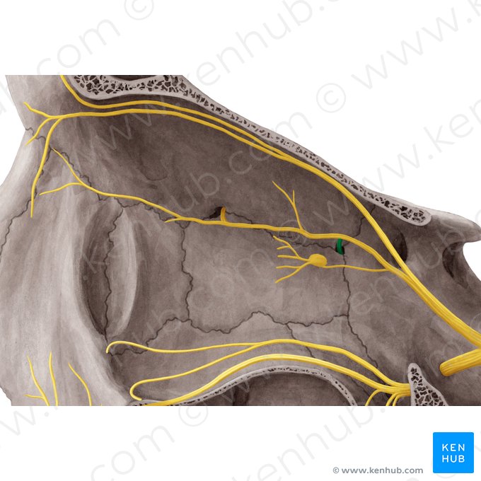 Nervio etmoidal posterior (Nervus ethmoidalis posterior); Imagen: Yousun Koh