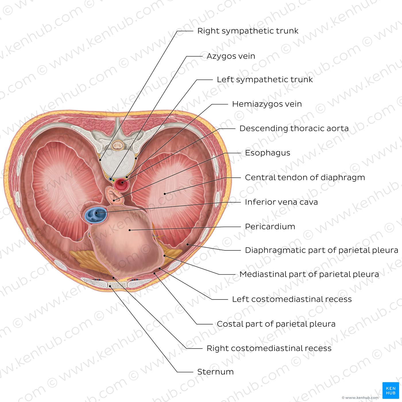 Thoracic surface of the diaphragm (diagram)