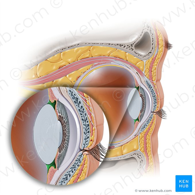 Câmara posterior do bulbo do olho (Camera posterior bulbi oculi); Imagem: Paul Kim