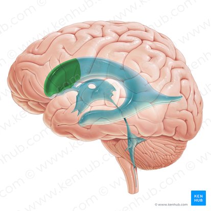 Asta frontal del ventrículo lateral (Cornu frontale ventriculi lateralis); Imagen: Paul Kim