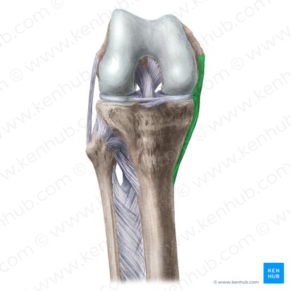 Ligamentum collaterale tibiale genus (Inneres Kollateralband des Kniegelenks); Bild: Liene Znotina