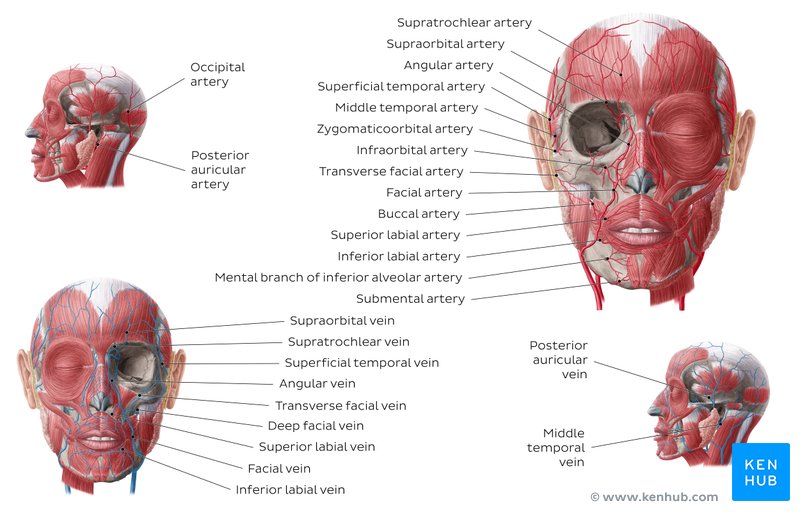 Veins and arteries of the head (a diagram)