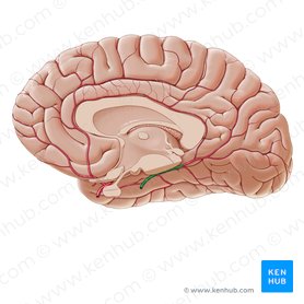 Arteria cerebral posterior (Arteria posterior cerebri); Imagen: Paul Kim