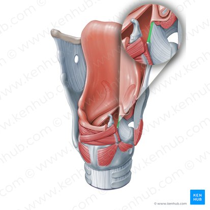 Vocal ligament (Ligamentum vocale); Image: Paul Kim