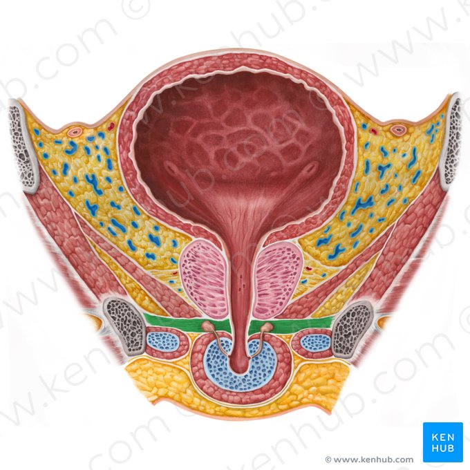 Muscle sphincter externe de l'urètre masculin (Musculus sphincter externus urethrae masculinae); Image : Irina Münstermann