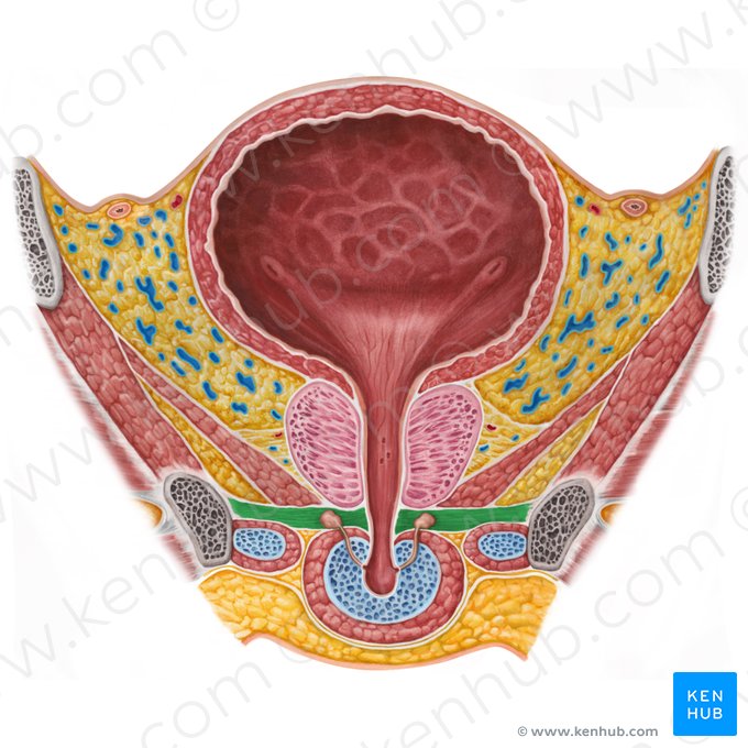 Musculus sphincter externus urethrae masculinae (Äußerer Harnröhrenschließmuskel des Mannes); Bild: Irina Münstermann