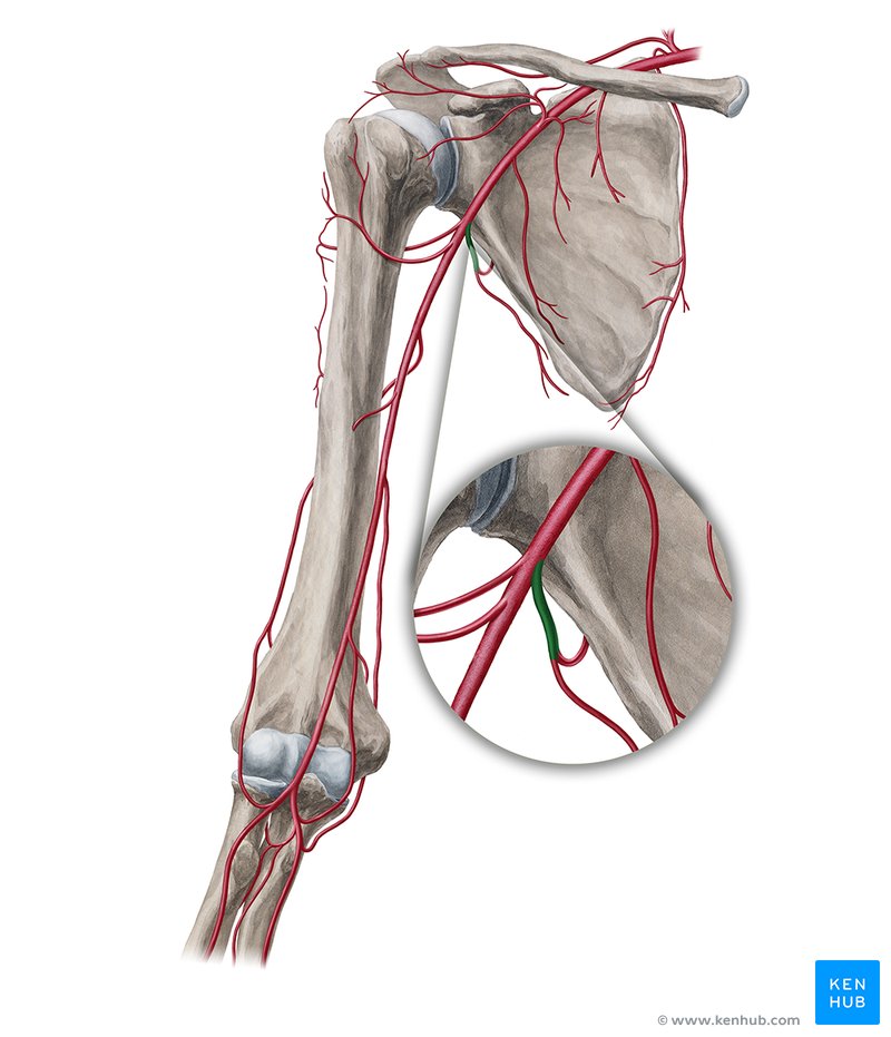 Subscapular artery (arteria subscapularis)