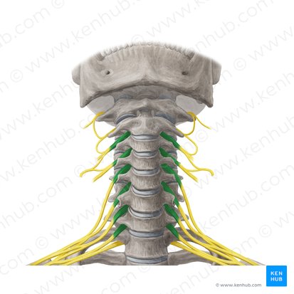 Anterior rami of spinal nerves C3-C8 (Rami anteriores nervorum spinalium C3-C8); Image: Yousun Koh