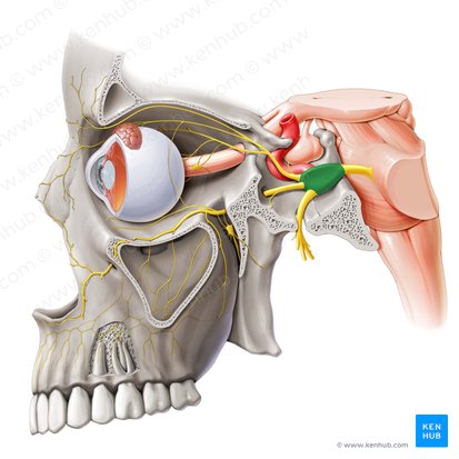 Trigeminal ganglion (Ganglion trigeminale); Image: Paul Kim