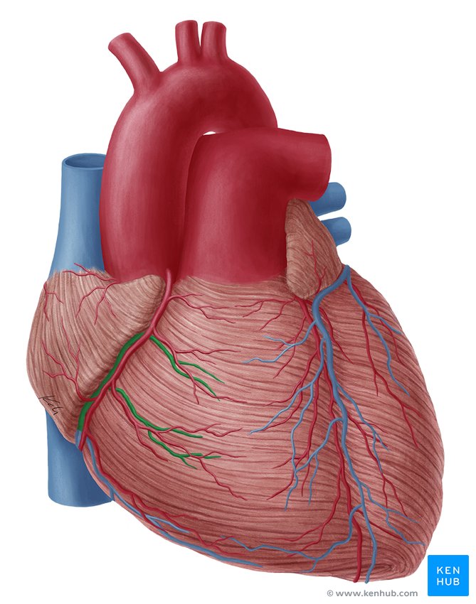 Anterior vein of the right ventricle in green (ventral view)
