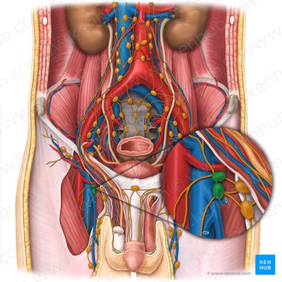 Ganglios linfáticos inguinales profundos (Nodi lymphoidei inguinales profundi); Imagen: Esther Gollan