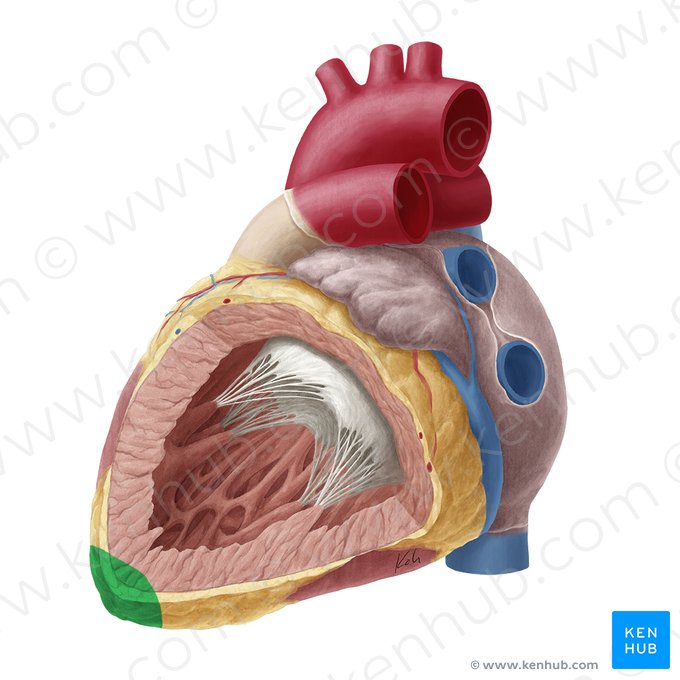 Vértice del corazón (Apex cordis); Imagen: Yousun Koh