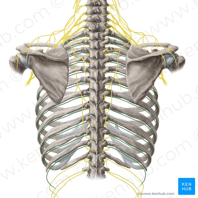 Intercostal nerve (Nervus intercostalis); Image: Yousun Koh