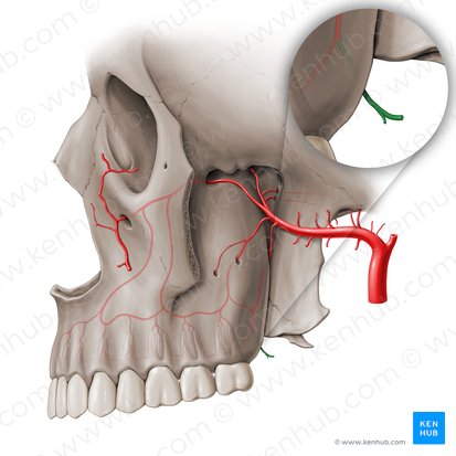 Lesser palatine artery (Arteria palatina minor); Image: Paul Kim