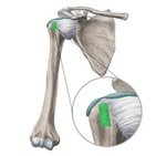 Transverse humeral ligament