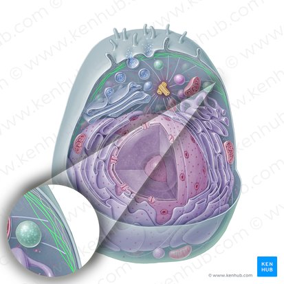 Filamento intermedio (Filamentum intermedium); Imagen: Paul Kim