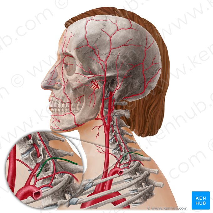 Artère transverse du cou (Arteria transversa colli); Image : Yousun Koh