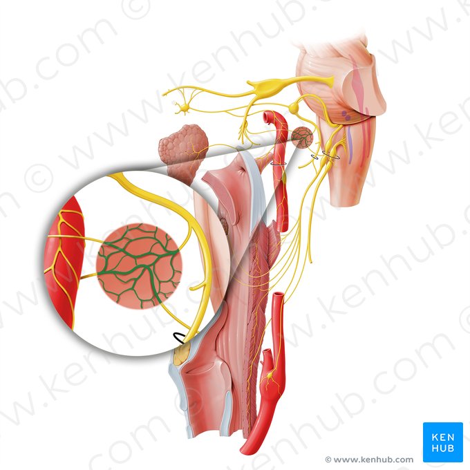 Tympanic plexus (Plexus tympanicus); Image: Paul Kim