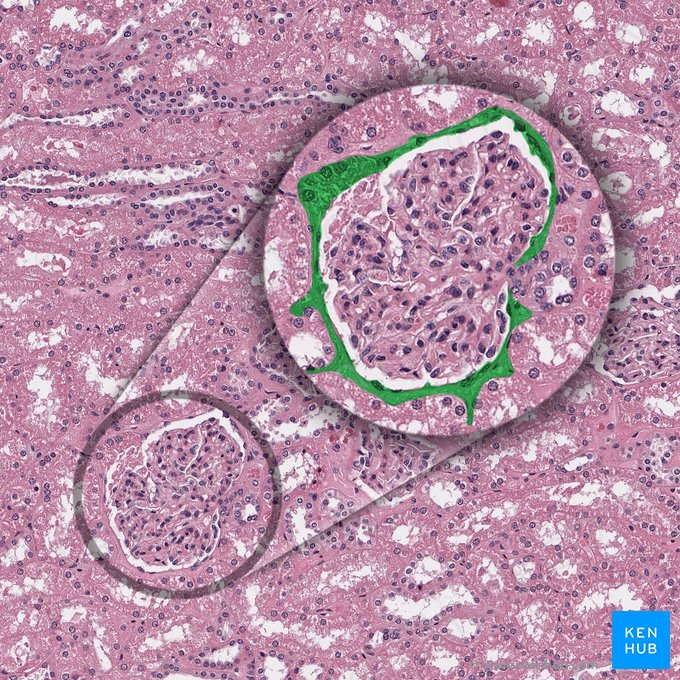 Capa parietal de la cápsula glomerular (Stratum parietale capsulae glomerularis); Imagen: 