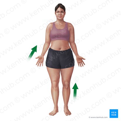 Proximal (Proximalis); Image: Paul Kim