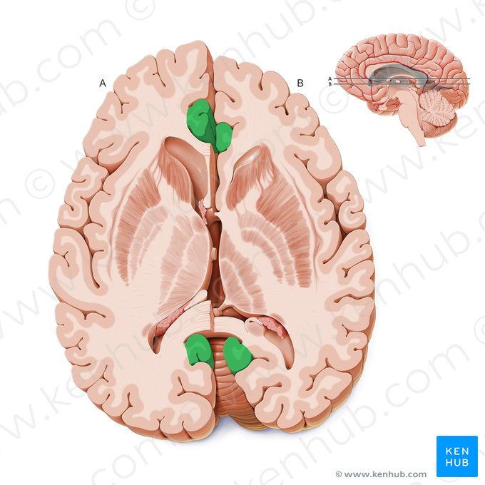 Cingulate gyrus (Gyrus cinguli); Image: Paul Kim