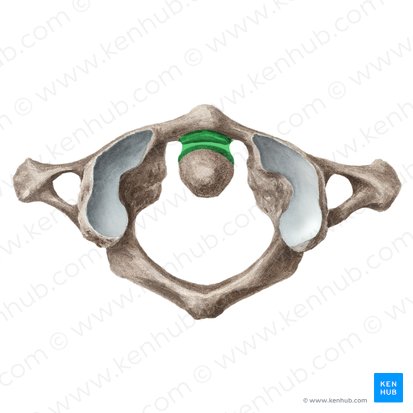 Articulación trocoide (Articulatio trochoidea); Imagen: Liene Znotina